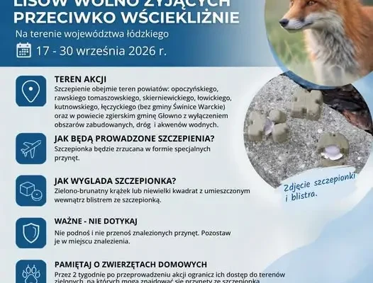 Szczepienie lisów na wściekliznę w województwie łódzkim – zrzuty z samolotów od 17 września