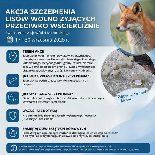 Szczepienie lisów na wściekliznę w województwie łódzkim – zrzuty z samolotów od 17 września